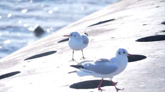 海鸥 海边 海平线 群鸟 大海