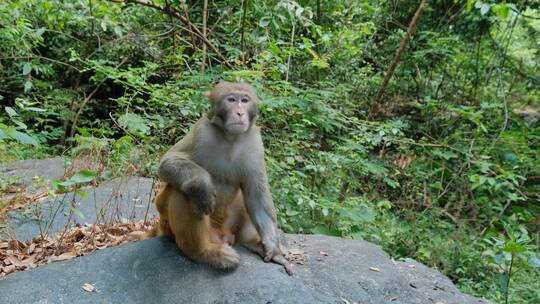 桂林七星公园野生的猴子