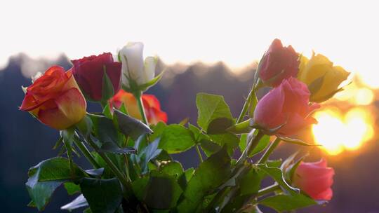 阳光下的玫瑰花束视频素材模板下载