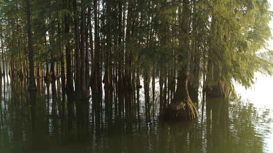 航拍武汉东湖水杉阳光