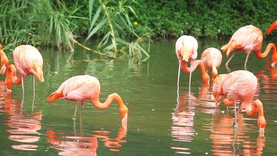 湖里的粉色火烈鸟