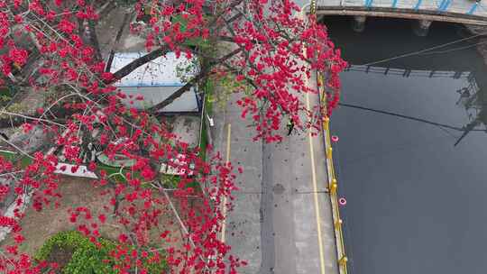 中国广东省佛山市南海区夏北河北书院木棉花