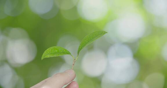 小树发芽树叶阳光树林森林