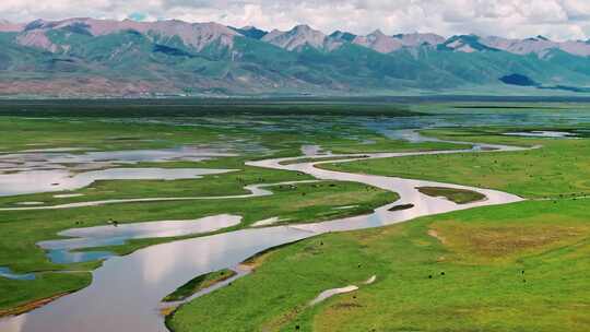 西藏雪山脚下草原上河流边的牦牛群唯美航拍视频素材模板下载