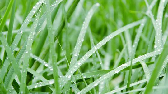 下雨 雨滴 松枝 竹叶视频素材模板下载