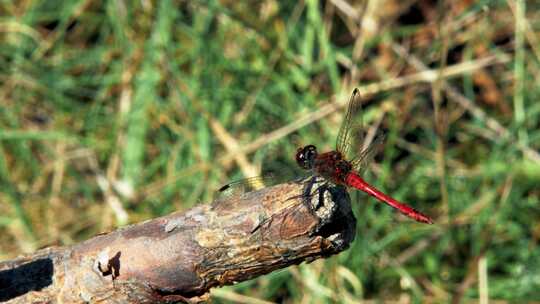 一只红蜻蜓坐在树枝上起飞的特写镜头。