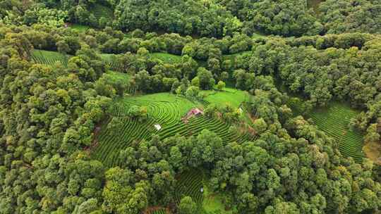 杭州西湖龙井茶园梅家坞清新茶山