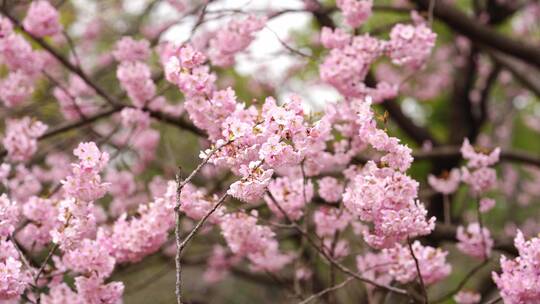 武汉东湖樱花园粉色樱花技头特写汇总3视频素材模板下载