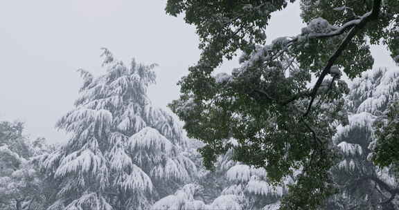 湖南长沙岳麓山雪景实拍视频