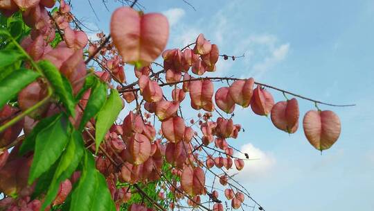 蜂花蜜素材