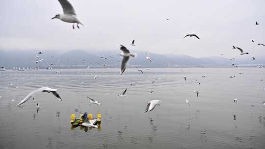 云南昆明滇池海埂大坝飞翔的海鸥