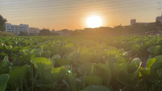 温暖的夕阳下,田野的蔬菜烨烨生辉视频素材模板下载