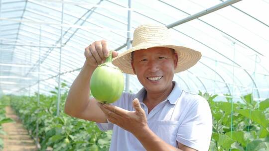 茄子种植