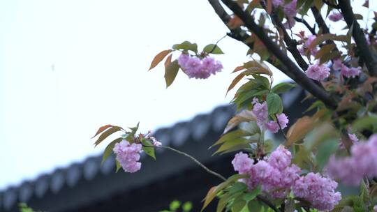 天台山国清寺禅院建筑视频