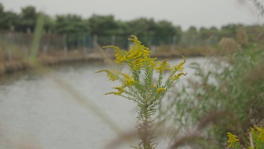 水边静物空镜