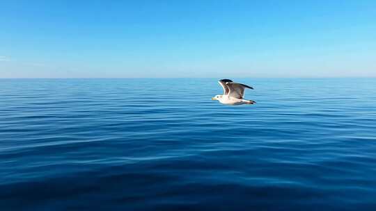 海面飞鸟翱翔画面