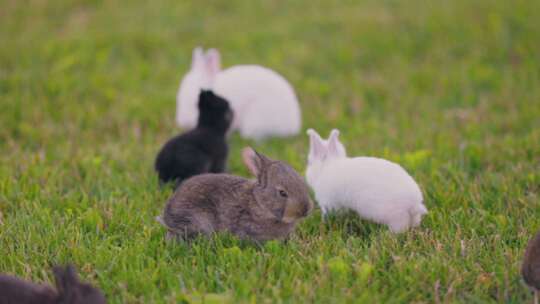 兔子动物 兔 小兔子