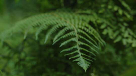 植物特写镜头