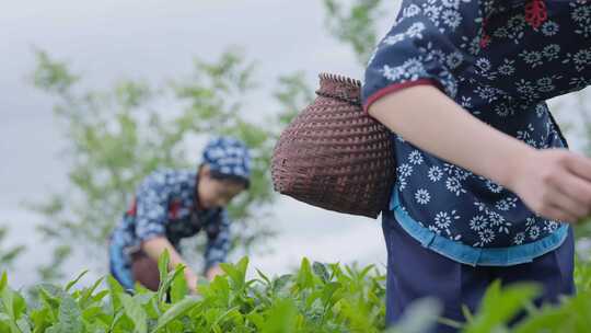 采茶女 茶园 种茶 岩茶 武夷山 大红袍