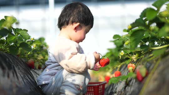 小孩在草莓地 幼儿在草莓地玩耍