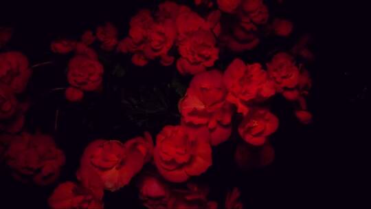 黑暗中的花朵