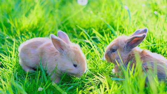 可爱兔子、草丛中吃草的兔子