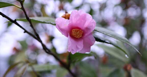 下雪天挂着雨滴的山茶花