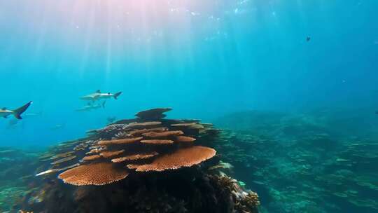 海底珊瑚礁与鲨鱼景观