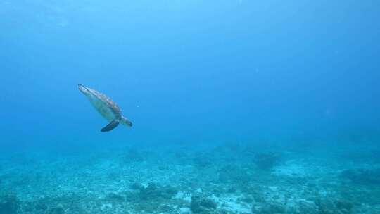 海龟，绿海龟，水下，海洋生物