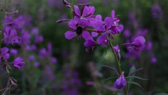 春季鲜花盛开雄蜂蜜蜂飞舞采蜜