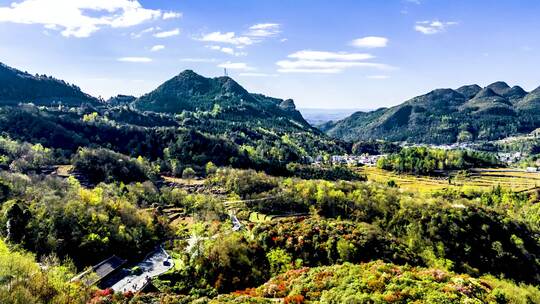 4K延时航拍贵州毕节百里杜鹃美景