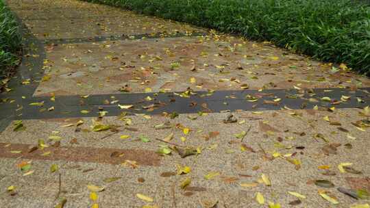 铺满落叶的路面实拍