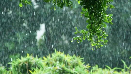 下大雨，雨水打湿树叶，雨滴滴落