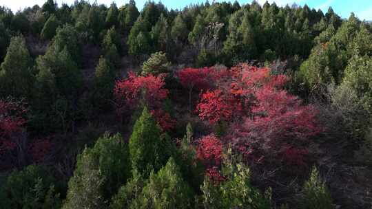 4K航拍山丘红叶