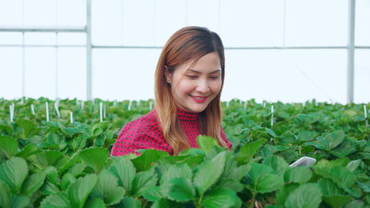 企业家年轻的女性在草莓果园检查培养草莓