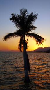 太阳前面的棕榈树