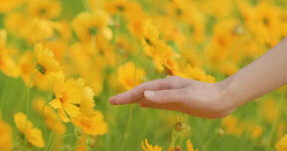 夏日阳光穿透花草手拂花朵