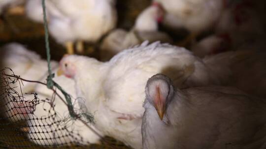 白羽鸡肉鸡养殖视频素材模板下载