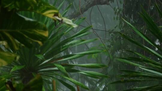 热带森林的大雨