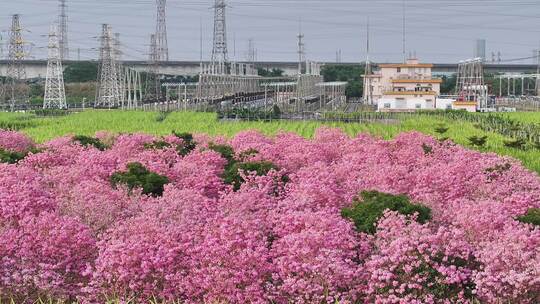 中国广东省广东省广州市南沙马克村紫花风铃