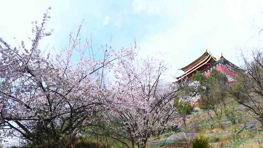 香格里拉桃花树下大佛寺