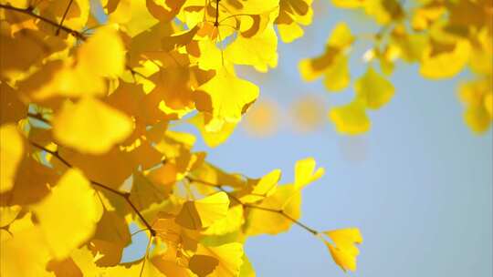 秋天立秋银杏叶落叶秋天唯美空镜