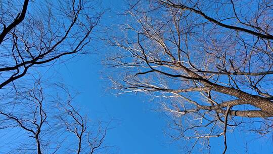 冬季晴天蓝天下的树枝随风摆动仰拍视频素材模板下载