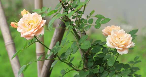 竹篱笆上绽放的蔷薇花