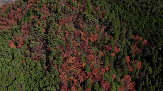 京北无人机山上五颜六色的秋天树木飞过京北