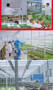 温室大棚内蔬菜种植场景高清在线视频素材下载