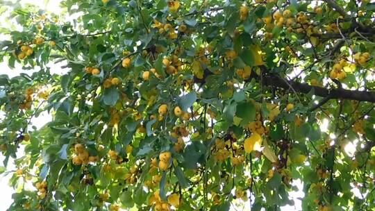 果树上水果的特写镜头