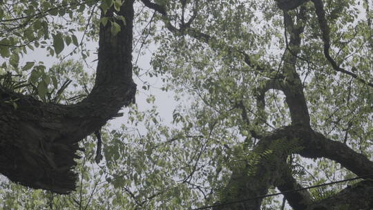 春天茂盛的大樟树低角度拍摄