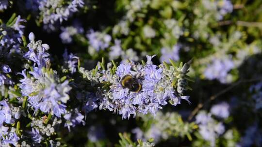 大黄蜂喝迷迭香花的花蜜。迷迭香植物视频素材模板下载