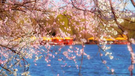 春季北京颐和园山桃花